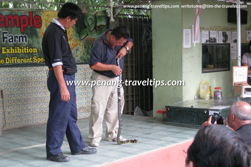 Snake show, Penang Snake Farm