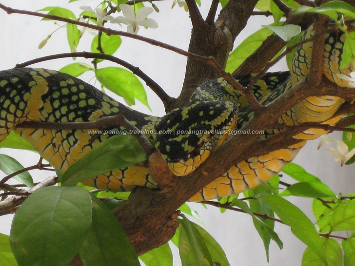 Snake Temple Pit Vipers