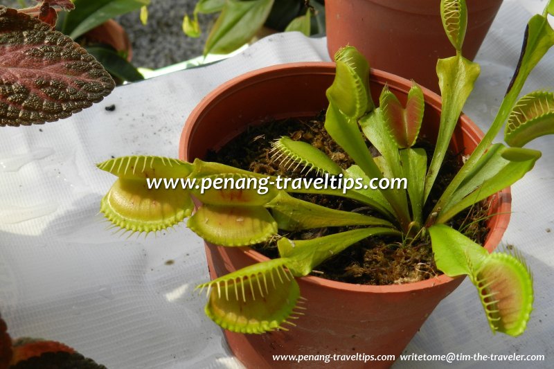Venus Flytrap, Monkey Cup Garden