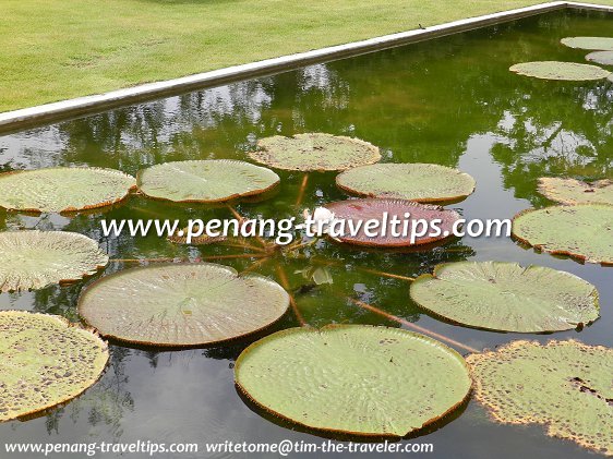 Giant water lily at Dataran Teratai, Penang Botanic Gardens
