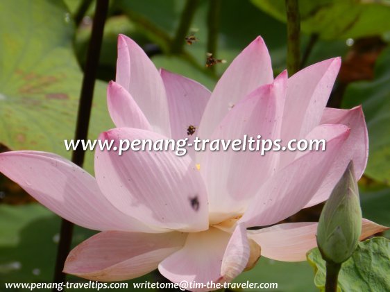 Water lily (Nymphaea) at Dataran Teratai