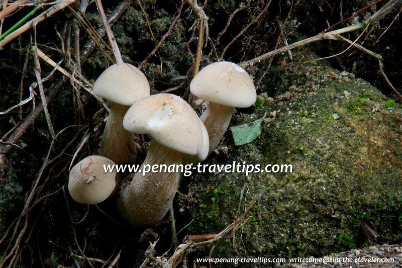 Wild mushroom growing near the Bayan Lepas Waterfall